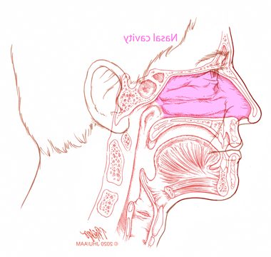 鼻腔绘图